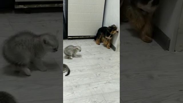 Котëнок держит в страхе Йорка😂😂😂 смотреть всем, ржака😂😂😂