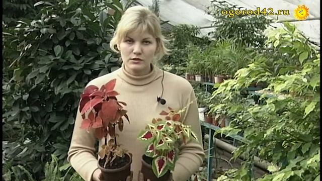 Модный колеус