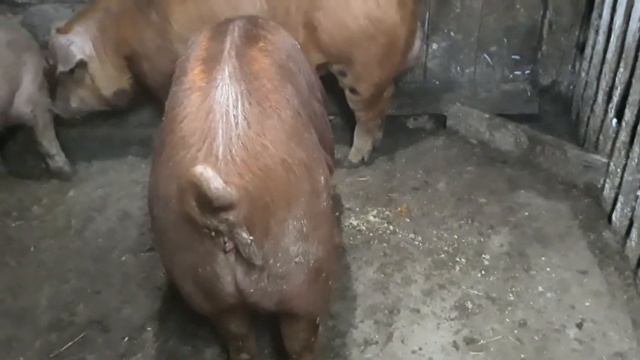 Что сделать чтобы свинка пришла в охоту.Обзор остатков хозяйства.