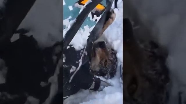 Погоня за волками .!!!