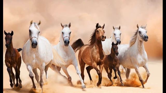 Лошади стадо стук копыт/Звук копыт коней по асфальту в городе/Horses herd hoofbeats
