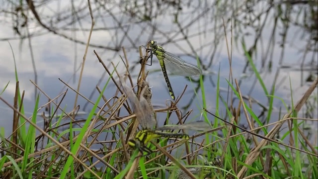 День Рождения стрекоз