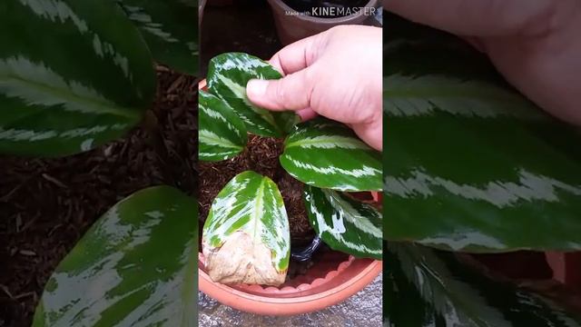 Ganito lang pala mag-alaga ng CALATHEA!