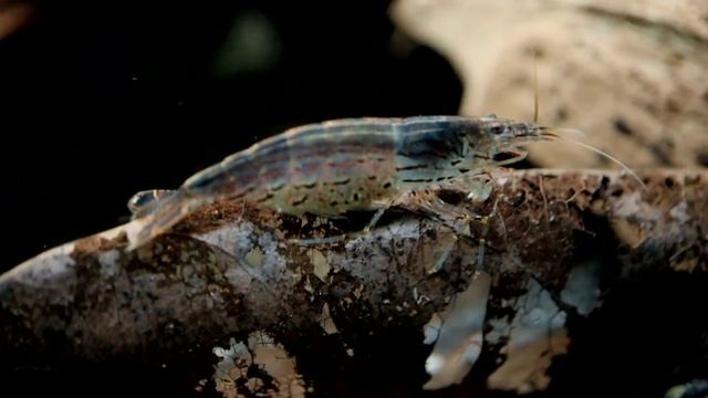 Amano shrimp/ Креветка Амано