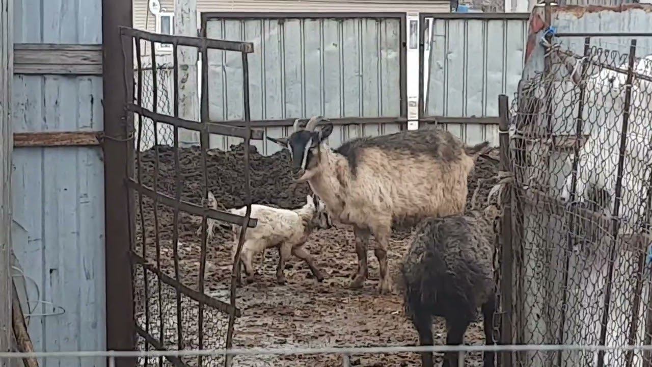 В магазин за молоком не хожу. Ферма по соседству