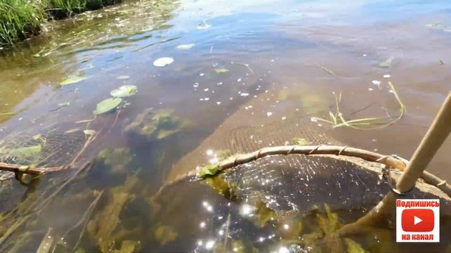 Увлекательная рыбалка сачком.