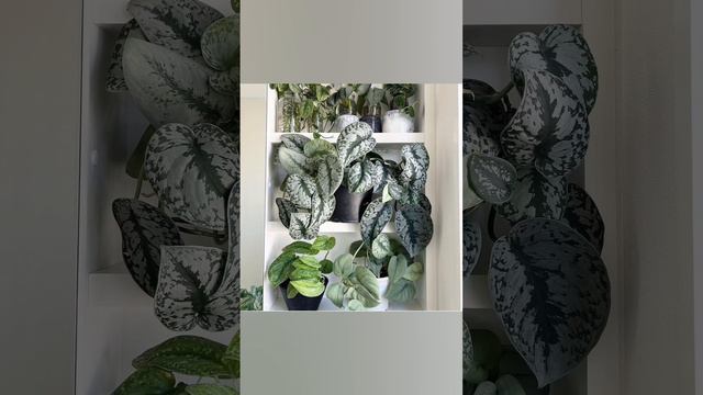 Favourite scindapsus silver and tricolour scindapsus , sp #indoor #plantlover