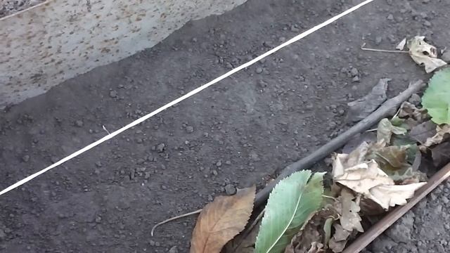Надёжное и быстрое укрытие винограда