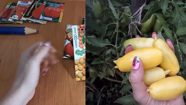 Помидоры Лучшие сорта томатов Семена и результат, что выросло The best tomatoes