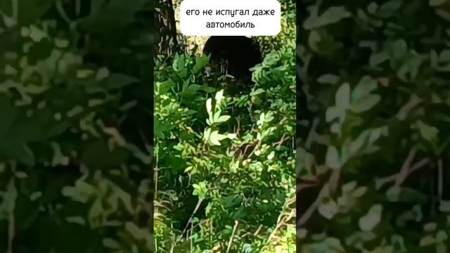 📢Караул. Наш посёлок атаковали медведи 🐻