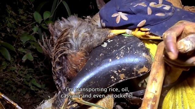Congo: Jungle Fever | Deadliest Journeys