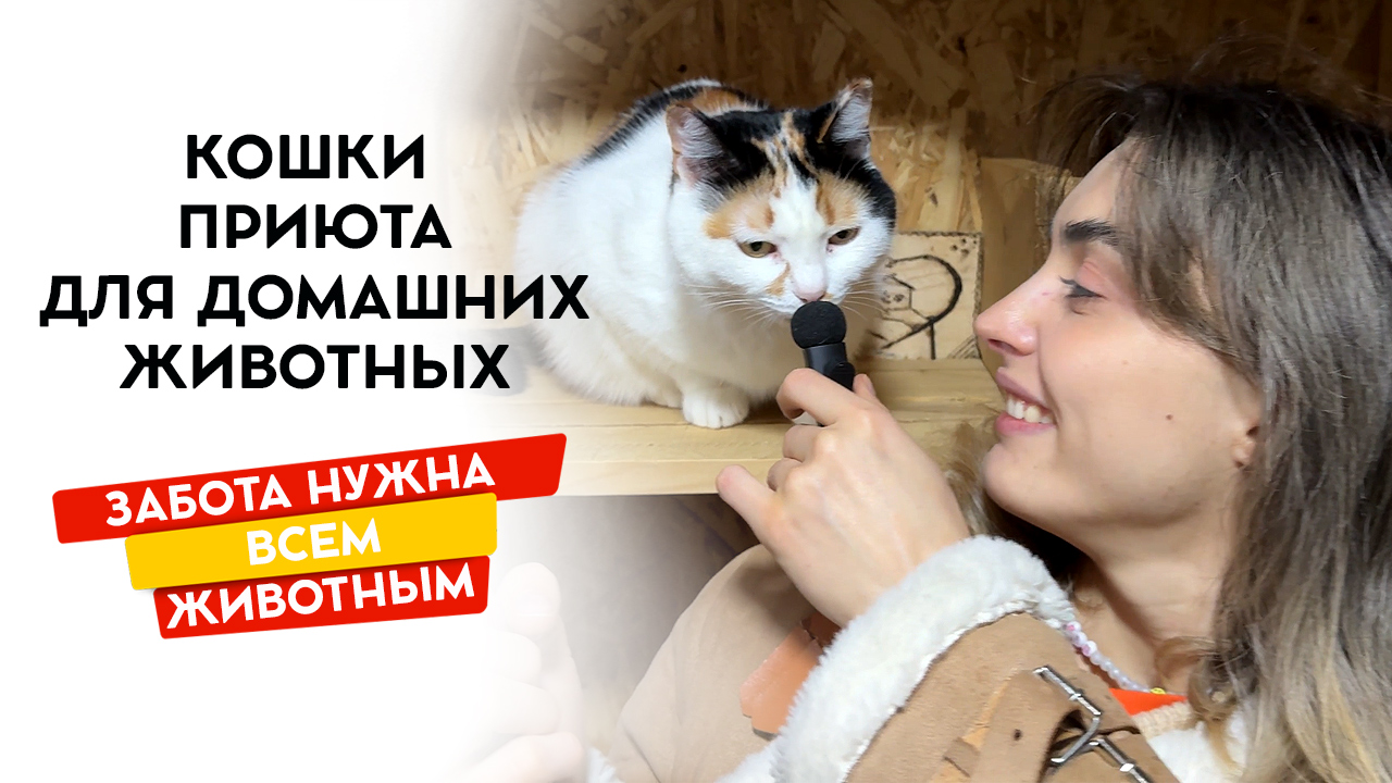 Кошки приюта. Приют для животных в Краснообске.