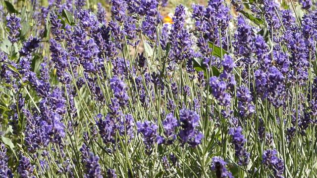 Nature "Today the lavender nectar was especially delicious!" Part 240