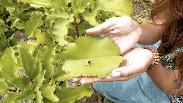 Weleda Global Garden - Best of Brazil