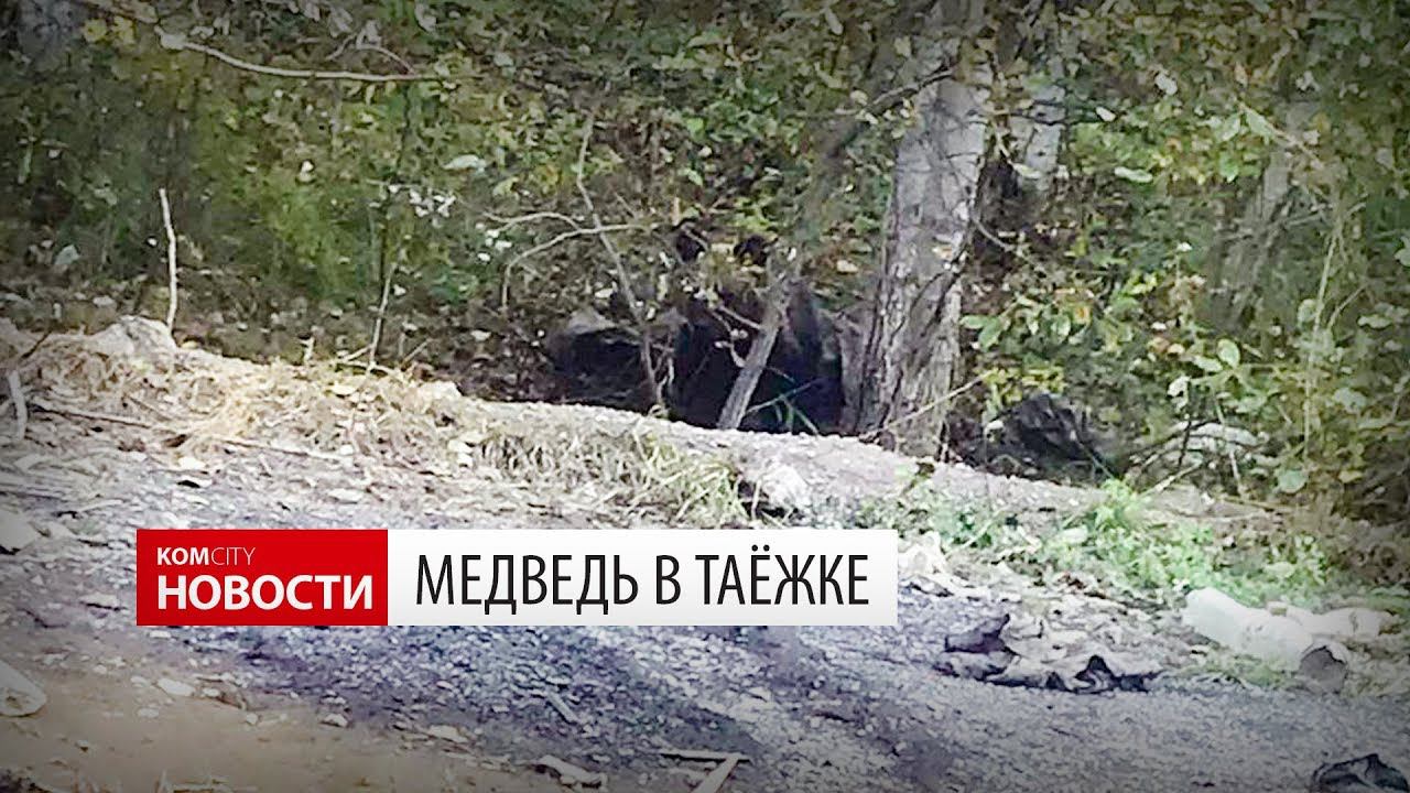 Медведь в Таёжке — 18 сент 2019