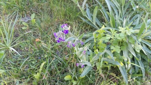 Anchusa officinalis