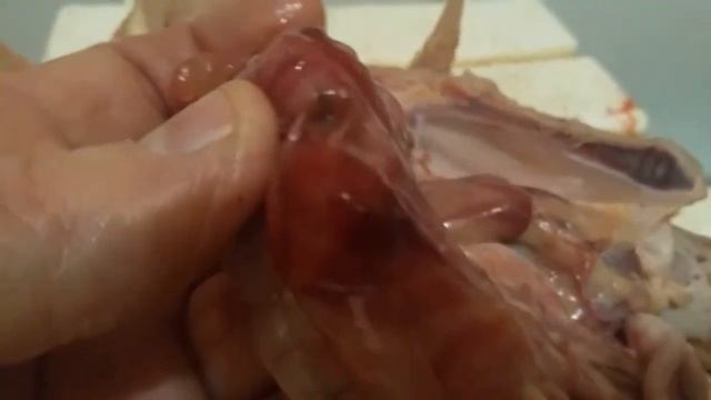 Заболевание у курицы