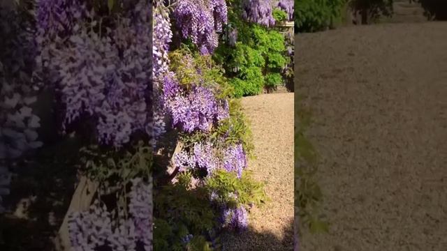 #Глициния#Цветы#Растения#Сад#Дача#Лето#Декор