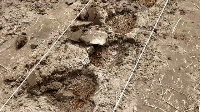 СЕКРЕТ ранних ОГУРЦОВ? .ОГУРЦЫ ?,КУКУРУЗА ?,УКРОП ☘-совместная посадка на узкой грядке.