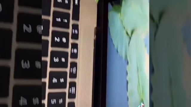 Apple MacBook 12 2015   Screen and top case replacement   Apple Expert SA   ZA Support
