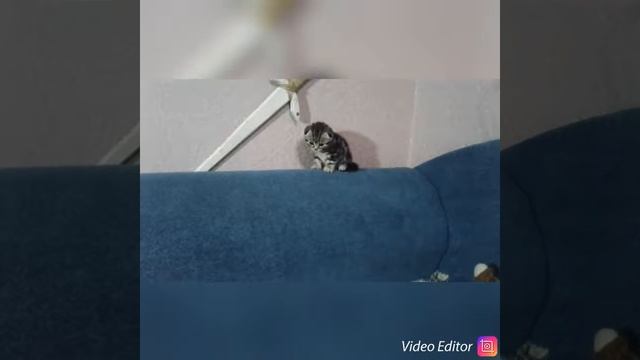 Котёнку 1 месяц