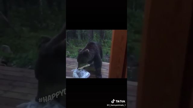 Приколы до слез. Домашние животные. смех до слез. 97 часть