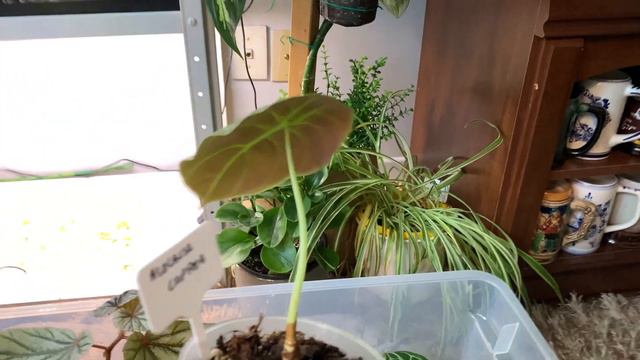 DOES IT MAKE A DIFFERENCE???PLANT UPDATE!!! TERRARIUM EDITION
