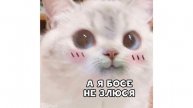 Приколы с котами. ГДЕ МОИ БУБЕНЦЫ??? | Мемозг #334