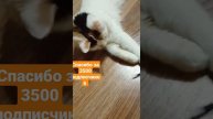 Игривое настроение. Спасибо за ваше внимание и теплые слова♥️🥂😻 #милота #котенок #любовь #забота