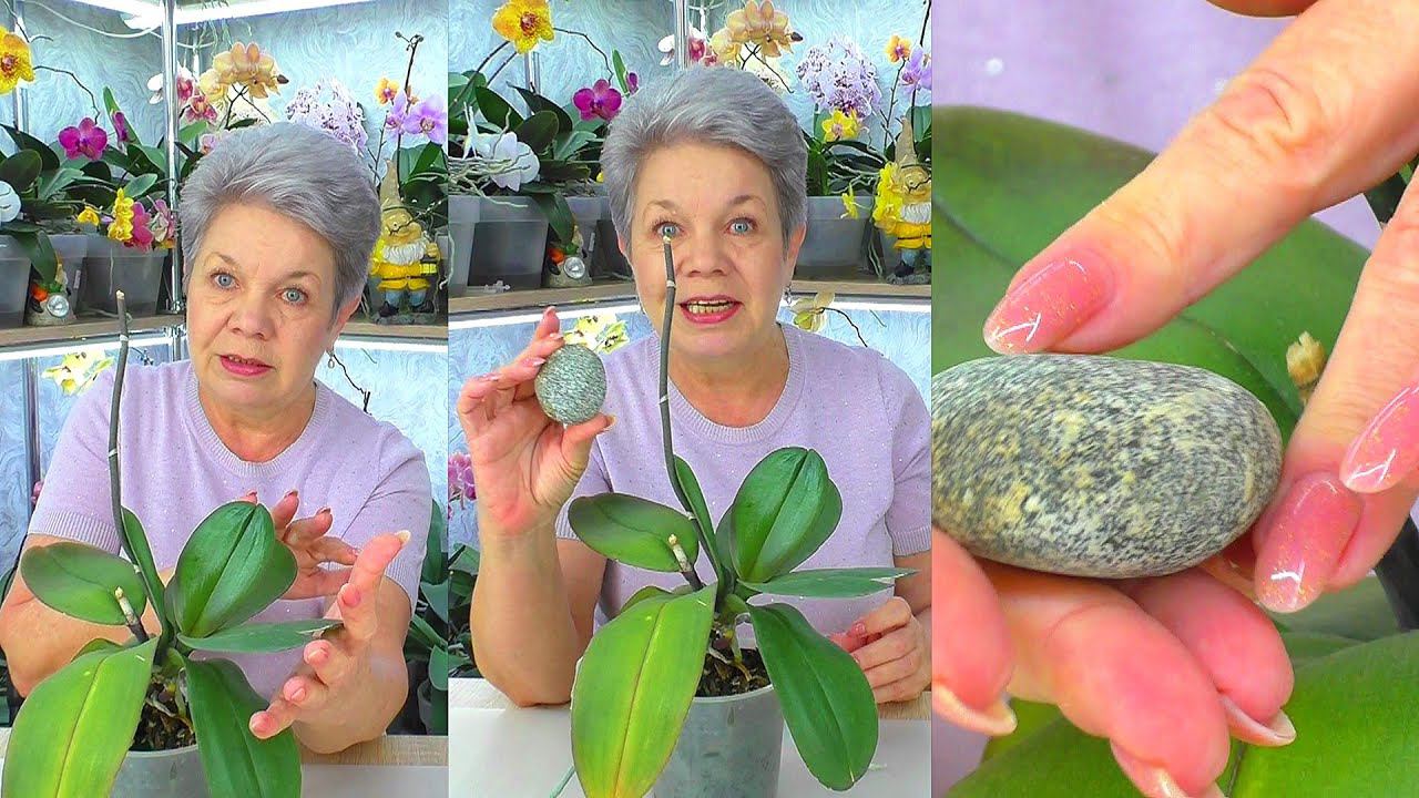 Зачем эти ВОЛШЕБНЫЕ КАМНИ корням орхидеи // Отделяем детку орхидеи от мамы ...