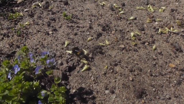 Шмель ищет свою заначку.