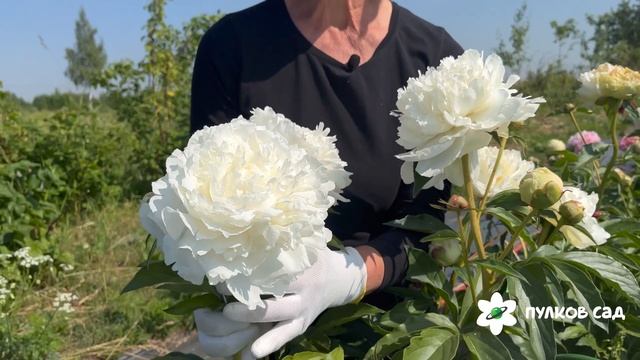Ann Cousins peony. Анн Кусинс пион. Пулков сад