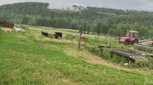 Горячая пора в деревне. Ждём погоду проблема с сеном