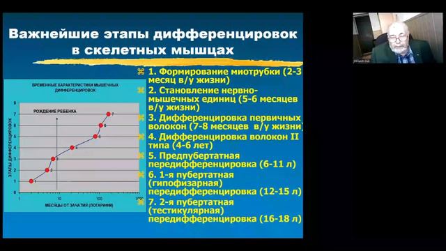 Дифференцировка мышечных волокон в онтогенезе