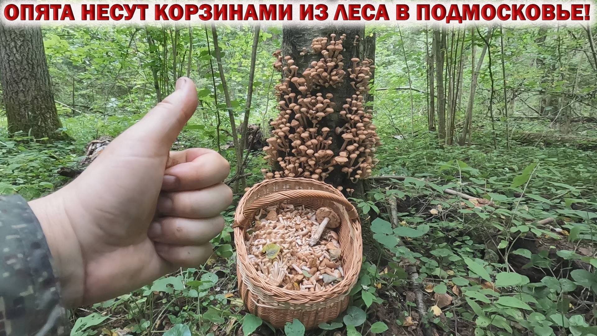 💥ОПЯТА НЕСУТ КОРЗИНАМИ из ЛЕСА в ПОДМОСКОВЬЕ!👉Грибы в августе 2024🍄