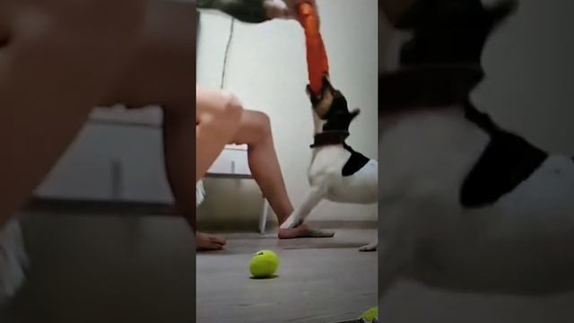 Эдит Джек Рассел терьер ♥️