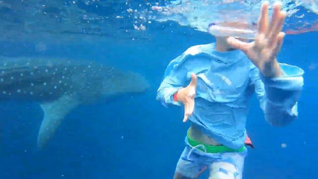 Whale Shark Shows up to Family Swim with Turtles ViralHog