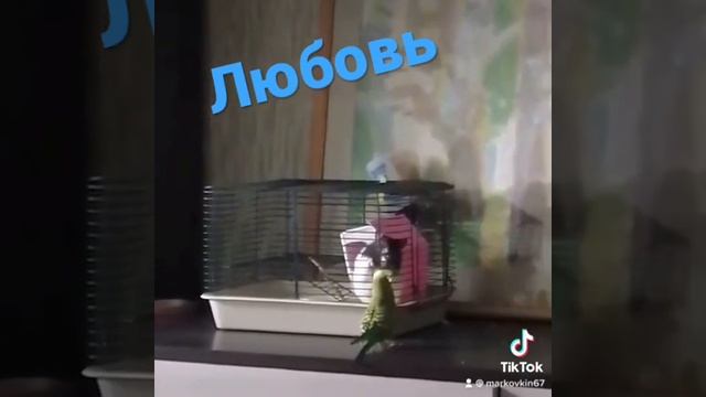 Крыска и попугай - любовь !!! #виделивидео #смоленск #крыса #попугай