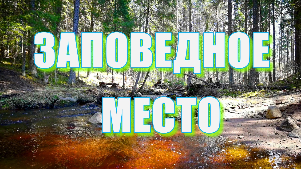 Заповедное место | Звуки ручья и весеннего живого леса 4K 60fps (2023)