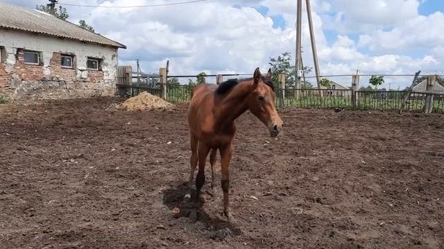 ПРОДАЖА: Арабский жеребчик 2020 года рождения ЦЕНА WhatsApp Telegram 79883400208