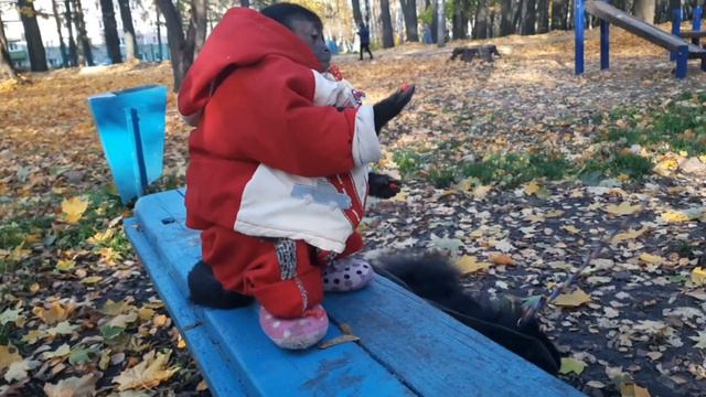 Что и почему нельзя делать при встрече с домашней обезьяной.