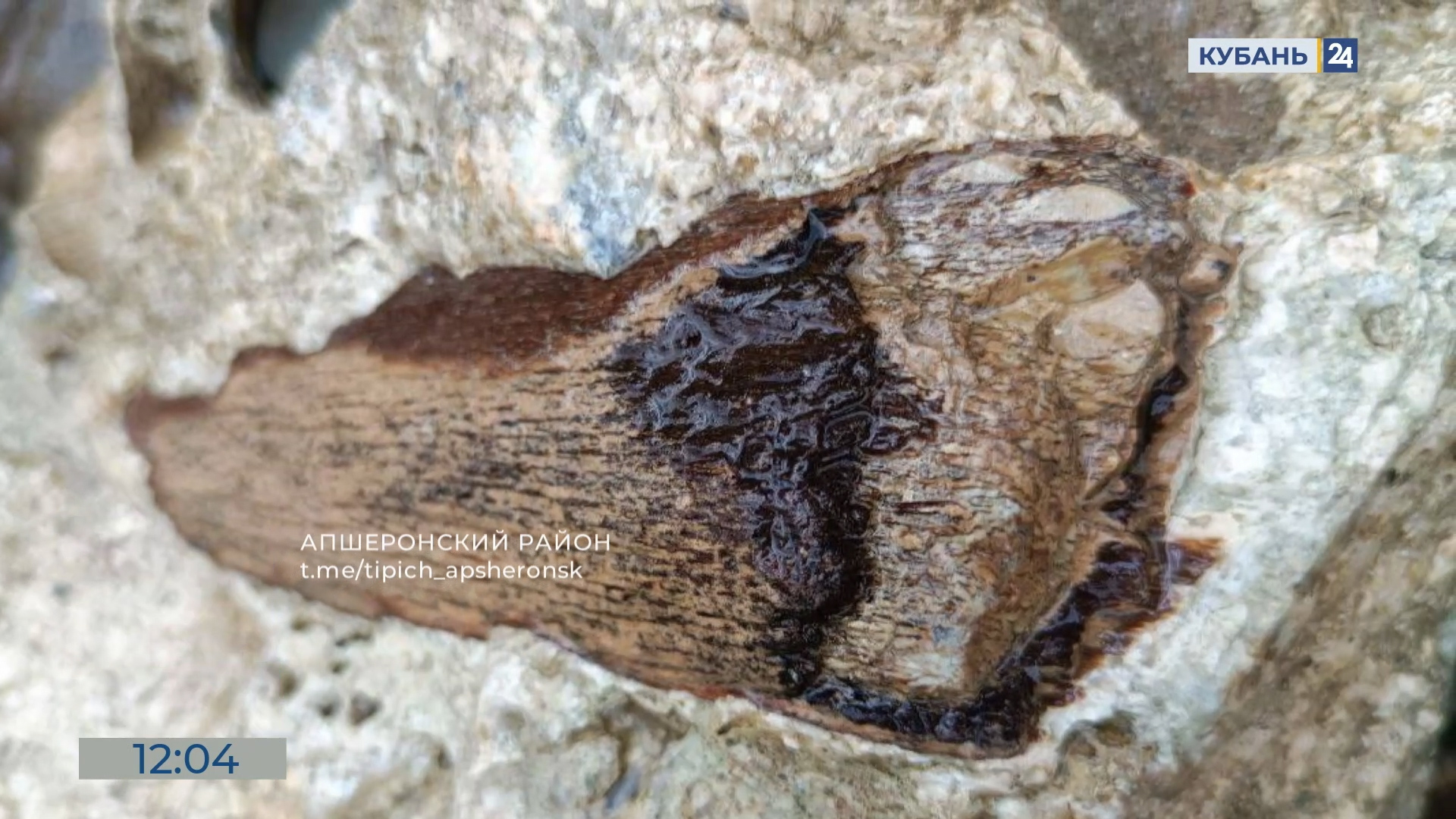 В Апшеронском районе нашли крупную окаменелость древней рептилии