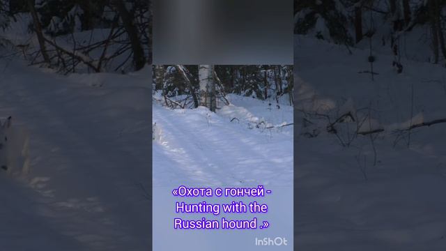 «Охота с гончей - Hunting with the Russian hound .»