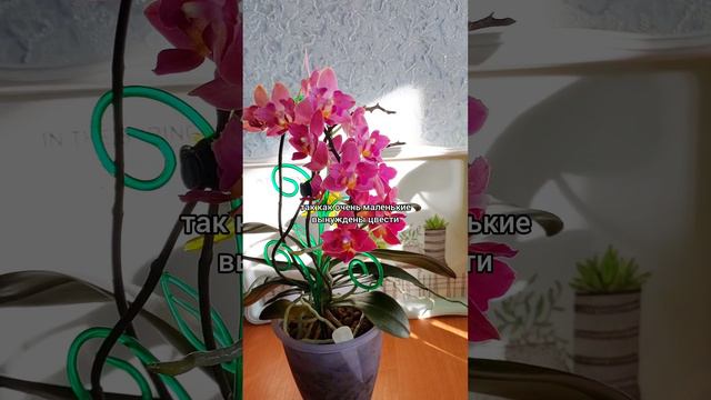 #орхидеи микро вырастают в красоток🌷 #фаленопсис Тай Ши Смарт/Tying Shin Smart🌷 #цветы #shorts