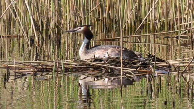 Чомга Podiceps cristatus на гнезде