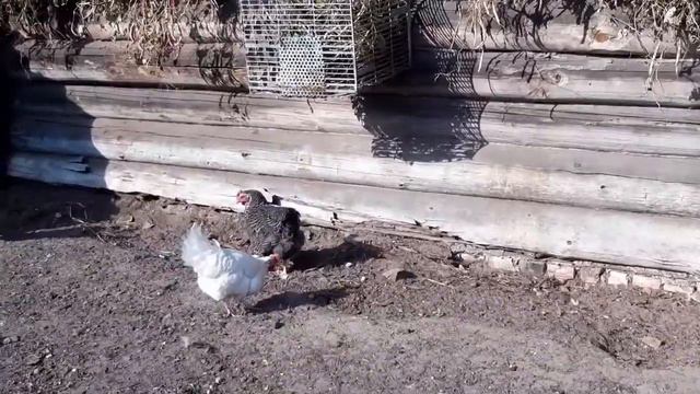 Содержание курей