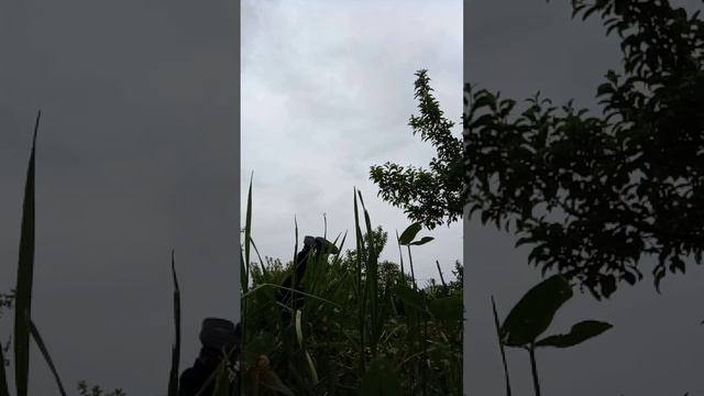 Кувырки и сальтухи для моего подписчика.