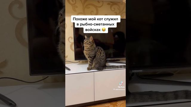 Кот Офицер 🤣🤣🤣