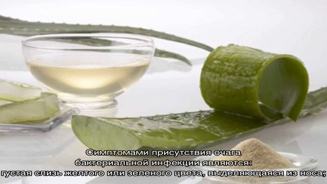 Лечение насморка при помощи алоэ