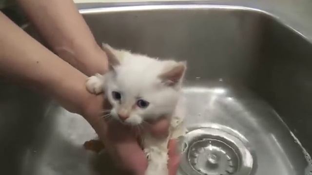 Приколы с котятами - любители помыться